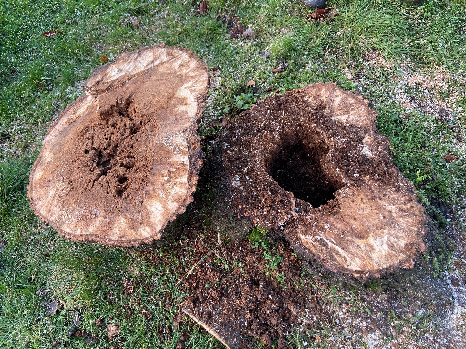 Tree stump, decayed tree stump, damage to tree caused by moth larvae