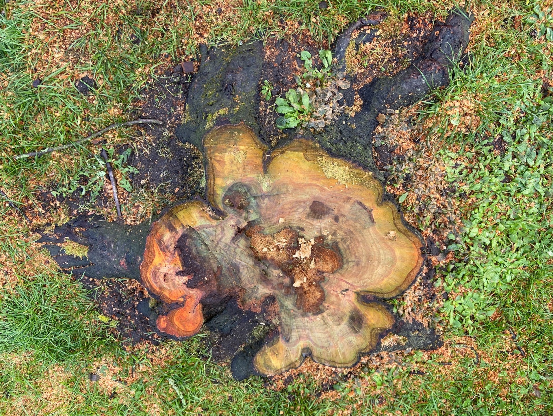 Tree stump, decay, rotting tree stump